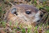 Groundhog Closeup_DSCF00873